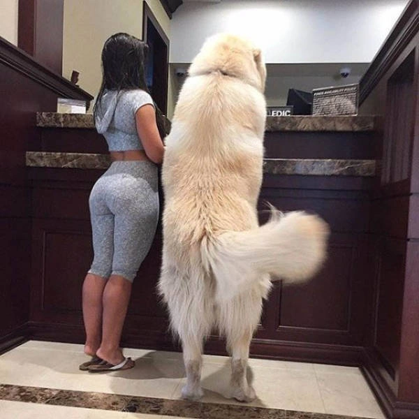 Спортивні дівчата в облягаючих штанях (51 фото) – фото 4