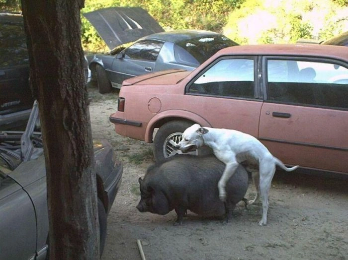 Еротичні жарти з життя (126 фото) Багато НЮ – фото 4