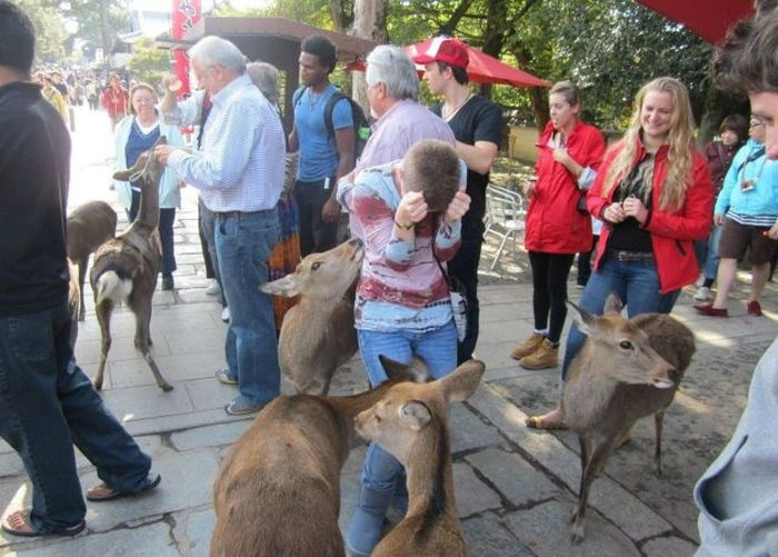 Не всі дівчата вміють знаходити спільну мову з тваринами (35 фото) – фото 13