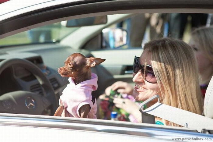 Парад блондинок у Мінську (36 фото) – фото 8