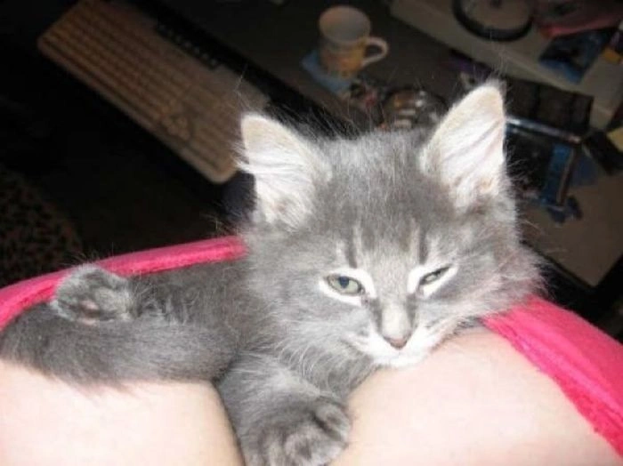 Дівчата та тварини (22 фото) – фото 4