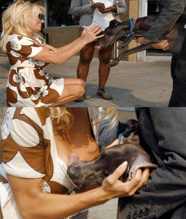 Дівчата та тварини (22 фото) – фото 8