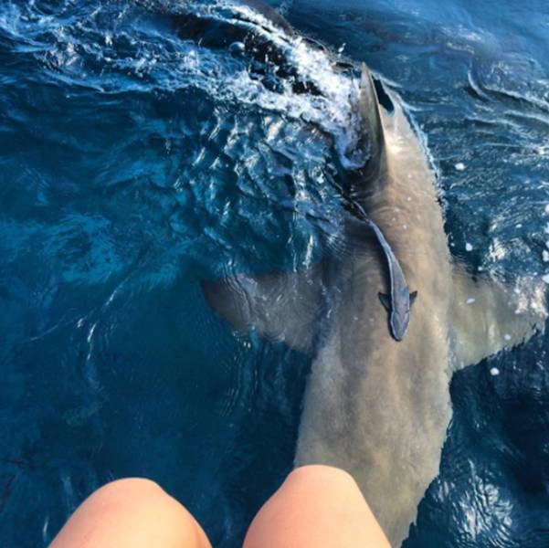 Рава Рей - королева скатів (25 фото) – фото 10