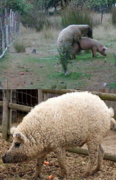 Нецензурні картинки для дорослих. Частина 3 (41 фото) – фото 32