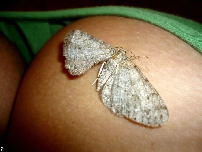 Найбільша грудка російського ЖЖ. 7-8 розмір (41 фото) – фото 10